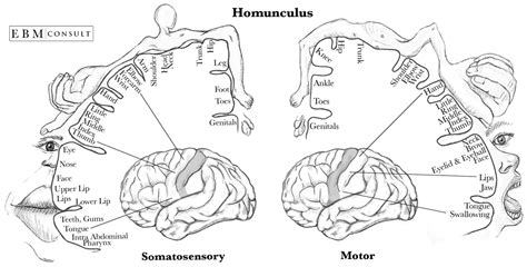 Homunculus Sensory And Motor Cortex Motor Cortex Homunculus Brain