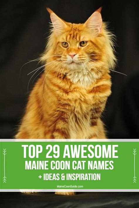 29 Awesome Maine Coon Cat Names Ideas And Inspiration