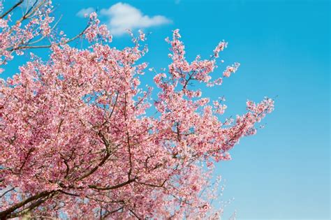 一足早く春を感じに河津桜を見に行こう！！ Guidoor Media ガイドアメディア