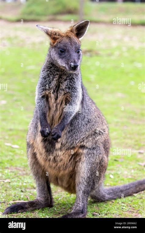 The Swamp Wallaby Wallabia Bicolor Is A Small Macropod Marsupial Of