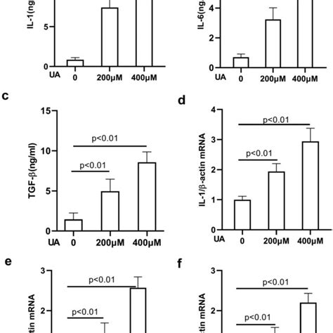 UA Induces EMT In Primary Human Lung Alveolar Type II A549 Cells UA