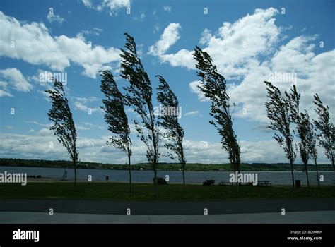 Swaying Trees