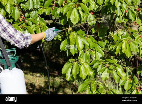 Spraying Fruit Tree With Homemade Organic Pesticide Or Insecticide