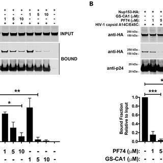 GS CA1 Prevents The Binding Of CPSF6 And Nup153 To The HIV 1 Core Human