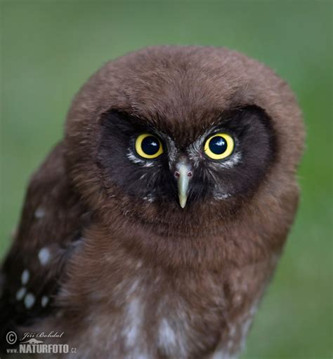 Boreal Owl Photos, Boreal Owl Images, Nature Wildlife Pictures ...