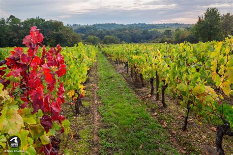 Maison Des Vins De Pomerol Et Portes Ouvertes De Lappellation