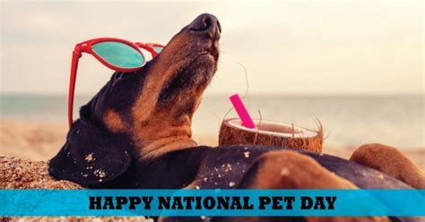 National Pet Day Quotes Messages - India News