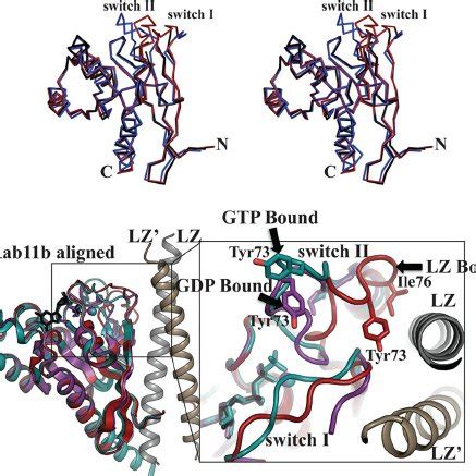 Structure Of The Pkg Ii Lz Domain The Structure Of The Pkg Ii Lz