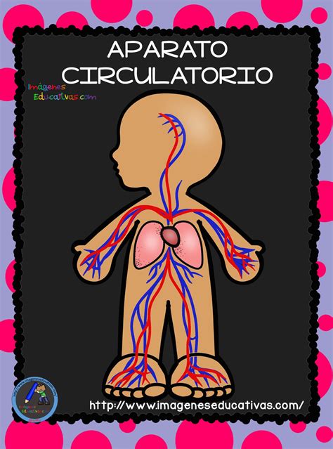 El Cuerpo Humano Aparatos Y Sistemas Para Primaria 10 Imagenes Educativas