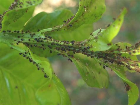 Groundnut Diseases And Pests Leaf Miner Arad Branding