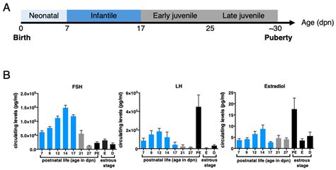 Ijms Free Full Text Deciphering The Roles Regulation Of Estradiol