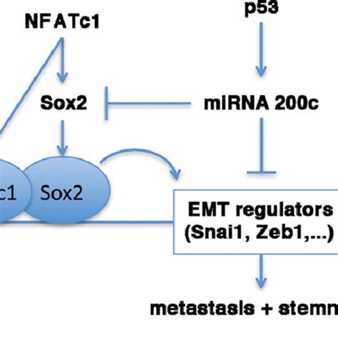 Proposed Model Of Antithetical Nfatc1 Sox2 And P53 Mir 200c Network In