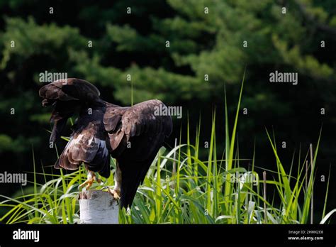 The Golden Eagle Aquila Chrysaetos Sitting On A Rock Isolated Stock