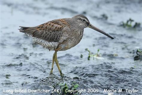 Long-billed Dowitcher