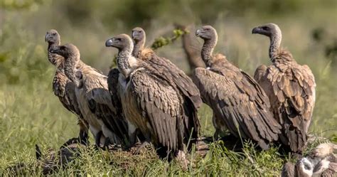 Jakie Zwierz Ta I Ptaki Mo Na Zobaczy Na Safari W Tanzanii Zwierzaki