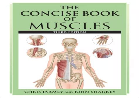 Ppt Pdfread ⚡download The Concise Of Muscles Third Edition