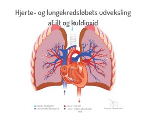 Immunforsvaret Hjerte Lunge Kredsl B Vibeke Fraling