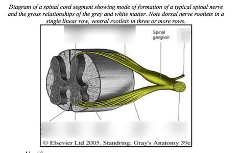 The Spinal Cord & Nerve Roots Diagram | Quizlet