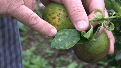 Greening Ou Hlb Sintomas E Formas De Preven O Youtube