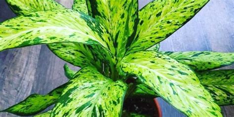 17 Dieffenbachia Varieties Types Of Dumb Cane