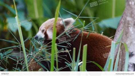 Red Panda Feeding Stock video footage | 8786351