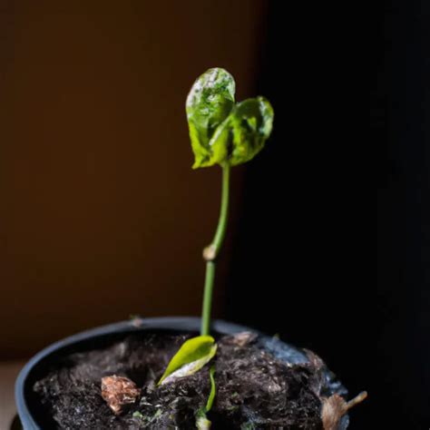 Descubra Os Segredos Para Plantar Chuchu Sucesso