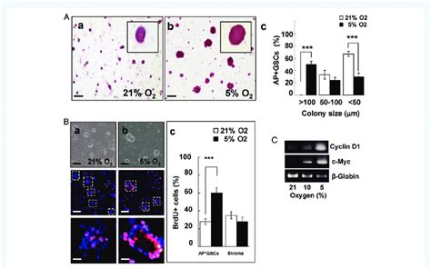 Hypoxia Increased Proliferation Of Mouse Ap Gscs A Colony