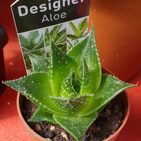 Aloe Cosmo Green Pearl Aloe Cosmo Uploaded By Wil