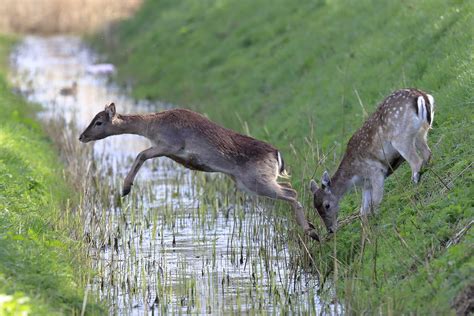 Damhert Fallow Deer C N Flickr