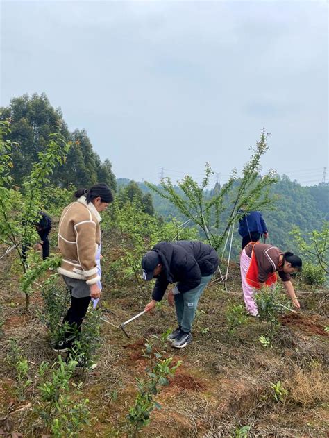 不負好春光 洪雅縣多措並舉保障糧食安全 每日頭條