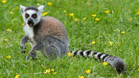 Ring-tailed lemur eating fruit | Stock image | Colourbox