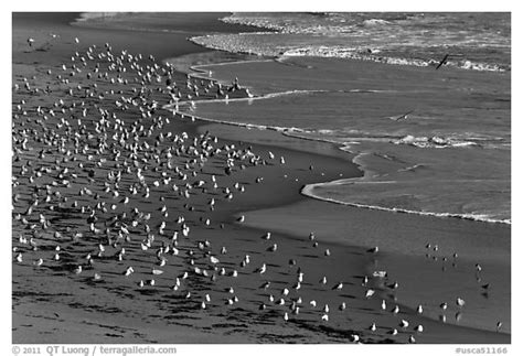 Black And White Picturephoto Seabirds Waddell Beach California Usa