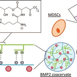 Muscle Derived Stem Cell Mdsc Proliferation With The Coacervate Mdsc