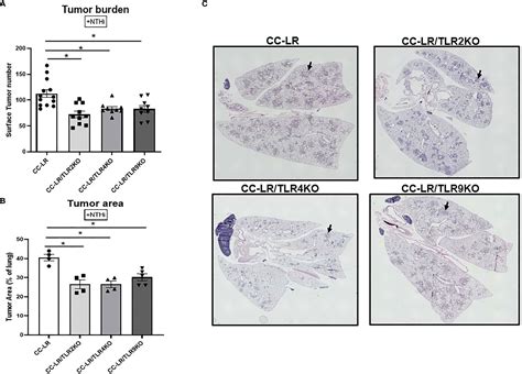 Frontiers Toll Like Receptors 2 4 And 9 Modulate Promoting Effect