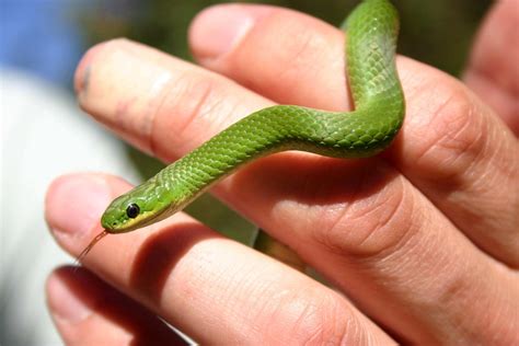 Green Snake Eastern Smooth Green Snake Matinicus Island Flickr