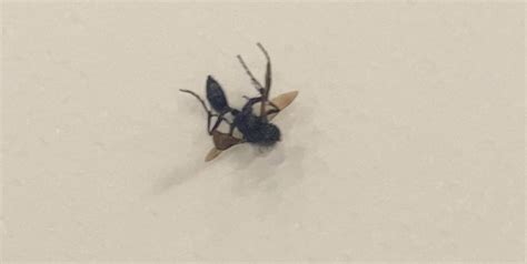 Nearctic Blue Mud Dauber Wasp From Powerline Trail Reno Nv Us On