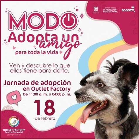 Jornadas de adopción de perros y gatos en Bogotá 2023