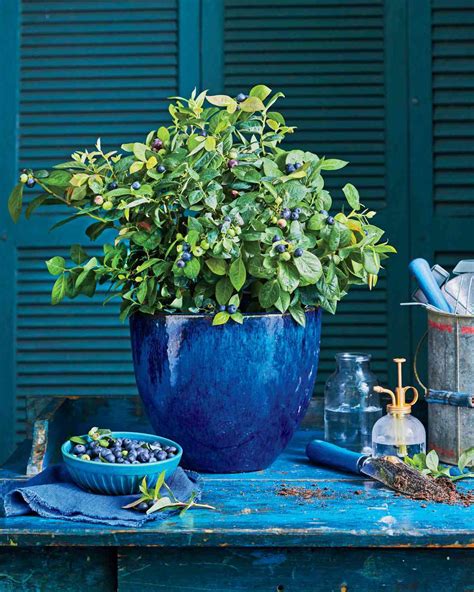 Did You Know You Could Grow Blueberries in Containers? | Southern Living