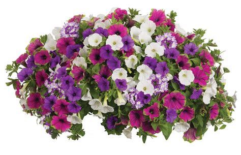 Supertunia Picasso In Purple Petunia Hybrid Proven Winners