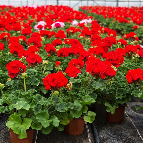 Plants Of Zonal Geranium Pelargonium X Hortorum T O G