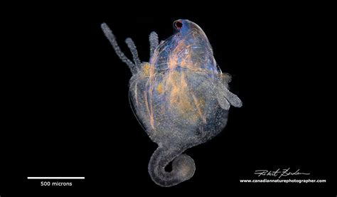 Photomicrography of Hydra - The Canadian Nature Photographer