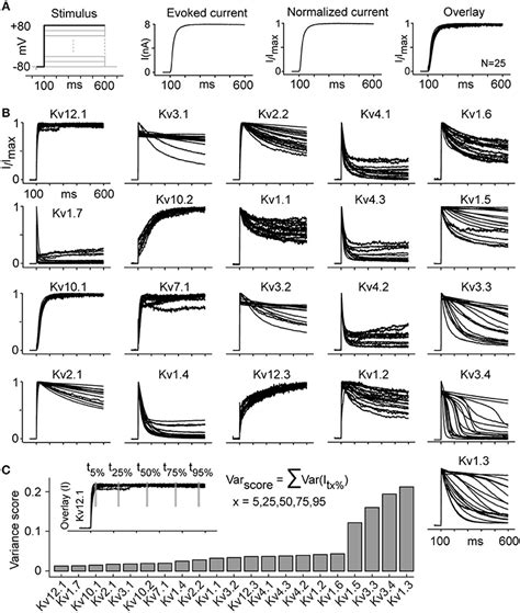 Frontiers A Kinetic Map Of The Homomeric Voltage Gated Potassium