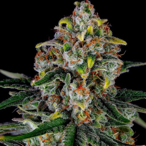 Sin City Seeds Papaya Power Neptune Seed Bank Cannabis Strains