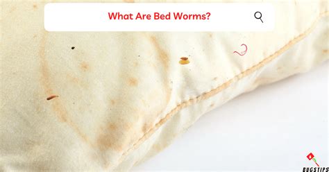 Bed Worms | 10 Easy Ways To Get Rid of Worms in Bed - BugsTips