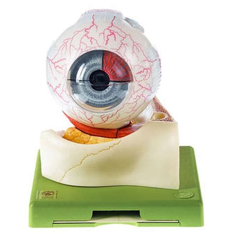 Eye Anatomy Model Somso Human Eye Models Biomedical Models