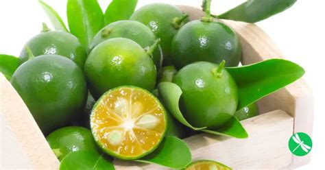 Calamansi Fruit From The Philippines Found To Be A Powerful Anticancer Food