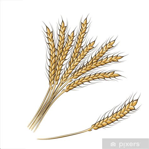 Poster Disegno A Mano Colorato Spighe Di Grano Pixersit