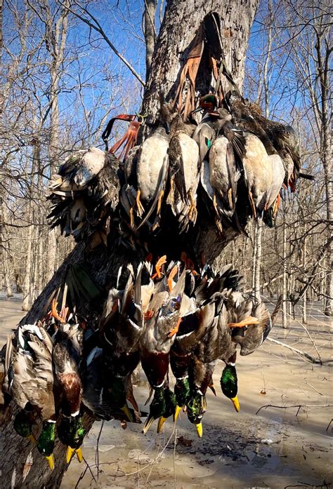 This is duck hunting at its best – Simmons Sporting Goods Reports