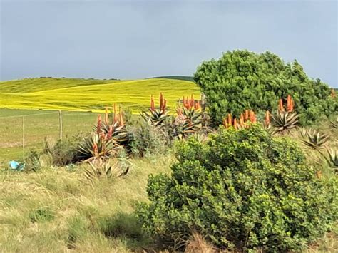 Garden Route Western Cape Stock Photo Image Of Canola 325690506