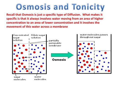 Ppt Fluid Mosaic Model Illustrated Powerpoint Presentation Id4713668